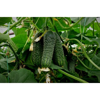 Семена огурца партенокарпического Убеда F1 (45 дня) (1000 с.) Lark Seeds